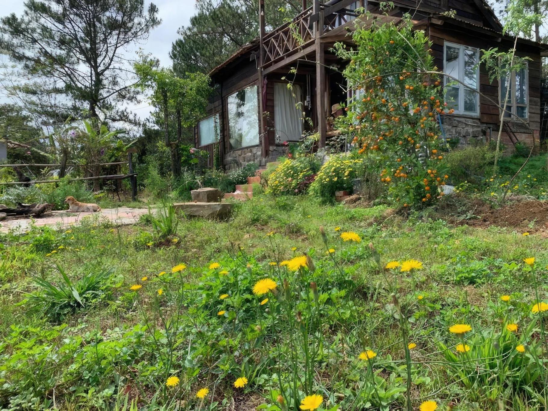 Romantic House On A Pine Hill Dalat Exterior photo